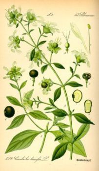 Cacubalus - Cucubalus baccifer - Волдырник ягодный